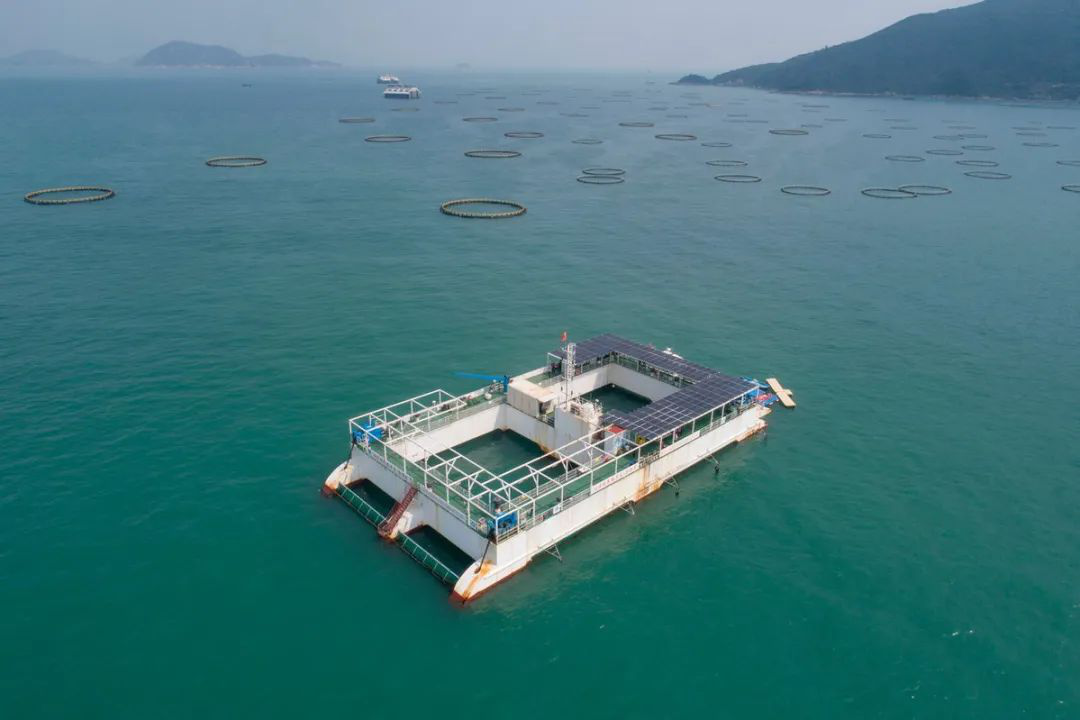 金融支农深改革丨广东金融赋能海洋牧场，激活蓝色经济新动能