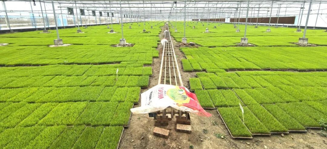 “金融活水”精准滴灌文农旅特色产业，广东金融激发乡村振兴新活力