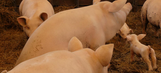 金融赋能稳生猪 粤企聚力兴乡村广东金融精准助力生猪产业蓬勃发展