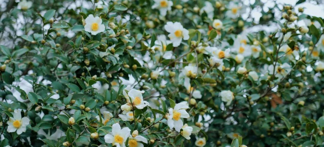 金融活水润茶山 油茶飘香促振兴，广东金融赋能林业产业蓬勃发展